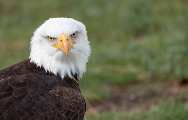White Headed  Eagle Portrait.