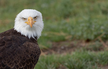 White Headed  Eagle Portrait.