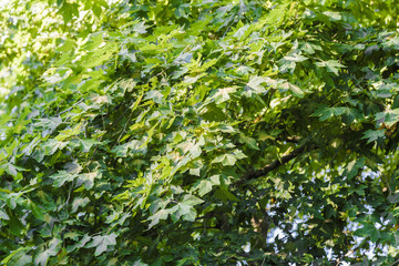 birch tree foliage in morning light with sunlight.