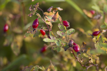 Fototapeta premium Close-up of dog-rose berries. Dog rose fruits (Rosa canina). Wild rosehips in nature.