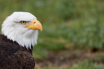 White Headed  Eagle Portrait.