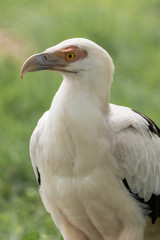 Gypohierax angolensis portrait.