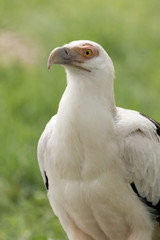 Gypohierax angolensis portrait.