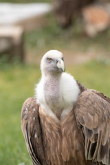 Griffon Vulture portrait.