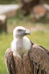 Griffon Vulture portrait.