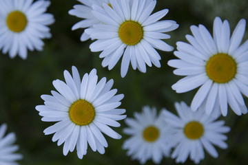 Fototapeta premium A lot of camomile flowers on a summer meadow