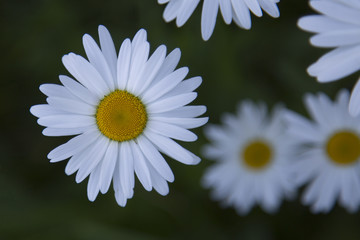 Obraz premium A lot of camomile flowers on a summer meadow