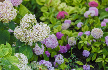 Blooming cultivar panicled hydrangea Hydrangea paniculata in the summer evening garden.