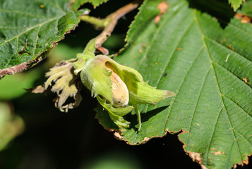 Haseln&uuml;sse am Strauch 