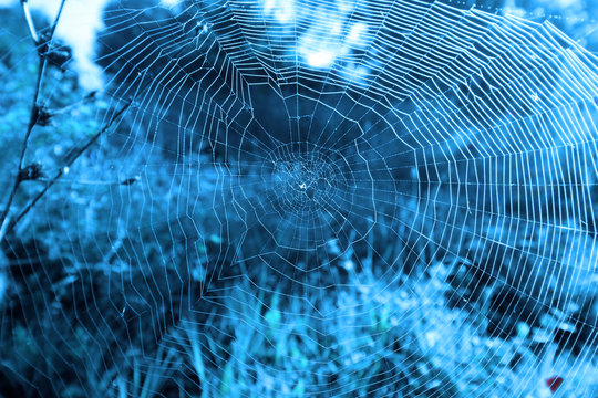  Spider web, abstract, in blue