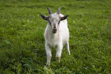 goat in a meadow grazing