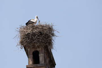 Storch