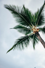 Plakat Palm Tree