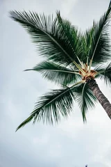 Palme © Emily