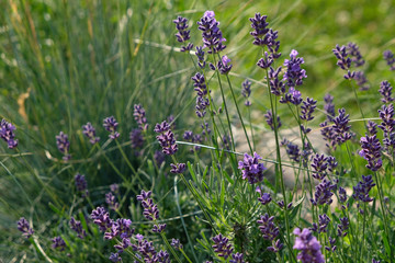 Lavenders in summer light 