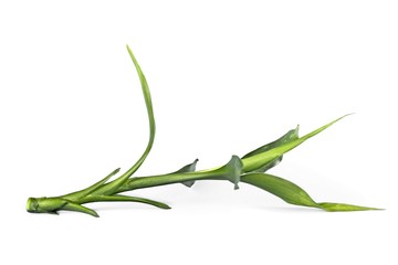 Fototapeta premium Bamboo Leaf