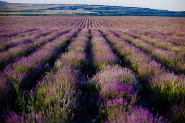 Naklejka na ściany i meble Field of blooming lavender.