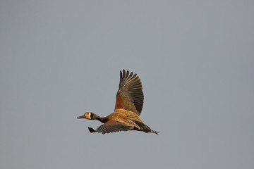 Close up image of a White-faced Whistling duck flying in the sky