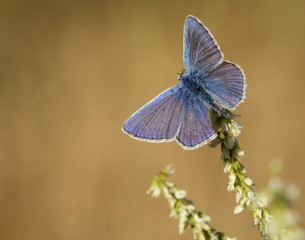 Bläuling Schmetterling auf Blüte