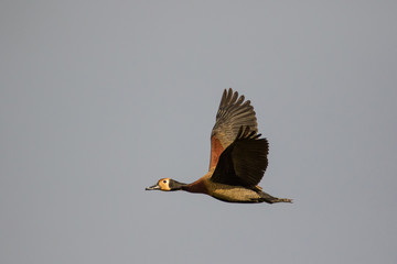 Close up image of a White-faced Whistling duck flying in the sky