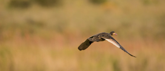 Close up image of a White-faced Whistling duck flying in the sky