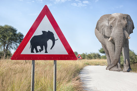 elephant contraflow