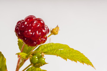 Rubus pedatus - Five Leaved Bramble - Raspberry Relative