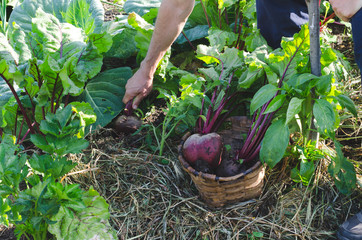 Farmer picking beets.