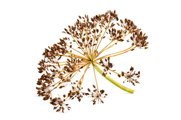 Dry wild fennel flower close-up.