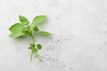 Bunch of fresh green basil sprouts on white stone background, top view