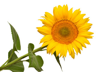 Fototapeta premium Flower of sunflower head isolated on white background. Seeds and oil. Flat lay, top view