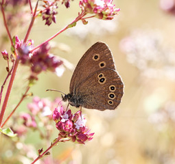 Bläuling Schmetterling auf Blüte