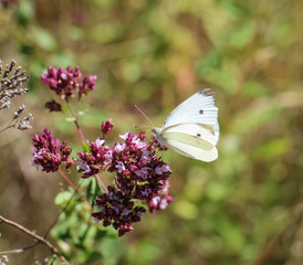Kohlweisling auf Blüte