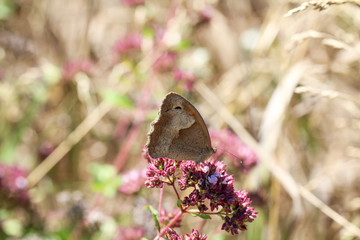 Bläuling Schmetterling auf Blüte