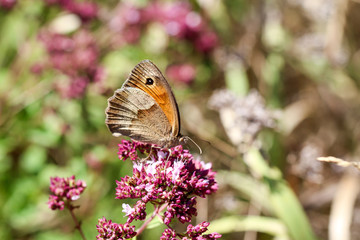 Bläuling Schmetterling auf Blüte