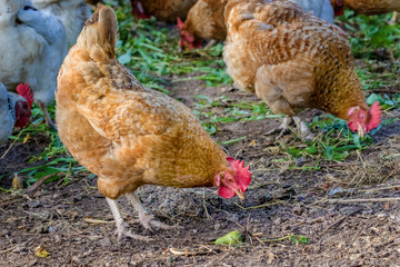  chicken grazes in the farmyard yard