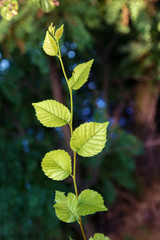 thin green twig with large leaves