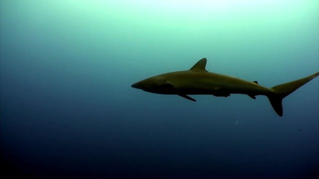One shark in an empty monophonic blue calm water. There is nothing other than a predatory animal. Not a single person undewater in ocean.