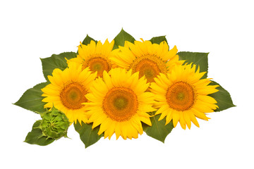 Flower arrangement sunflower bouquet with leaves open and closed isolated on white background. Agriculture, farmer. Beautiful still life floral. Seeds and oil. Flat lay, top view
