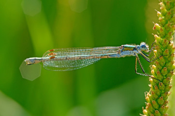 Dragonfly sitting on the stem of the plant.