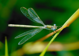 Dragonfly sitting on the stem of the plant.