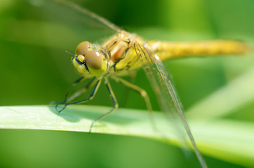 Dragonfly sitting on the stem of the plant.