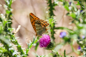 Schmetterling, Falter auf einer Pflanze 