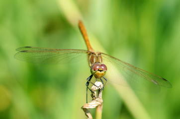 Dragonfly sitting on the stem of the plant.