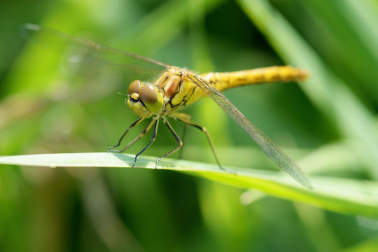 Dragonfly sitting on the stem of the plant.