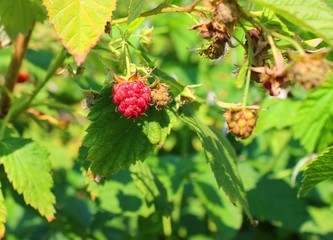 The raspberry bush. Ripe berry. one