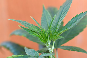 Cannabis New Growth 03