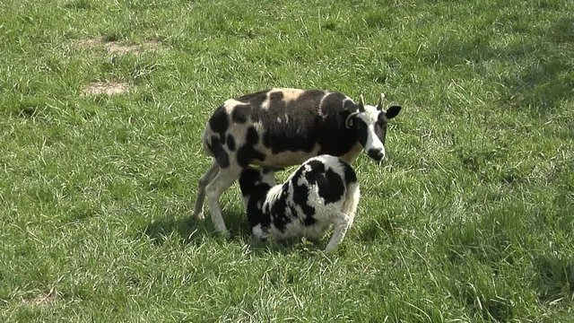 Four-horned black and white sheep known as the biblical race of Jacob's sheep (Ovis ammon f. aries) - kid being fed my mother.
