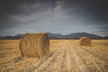 Fototapeta na wymiar Panoramic views of a brilliant sunset over a meadow with big hay bales.