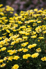 Fototapeta premium Yellow flowers in Knoxville in a sunny afternoon